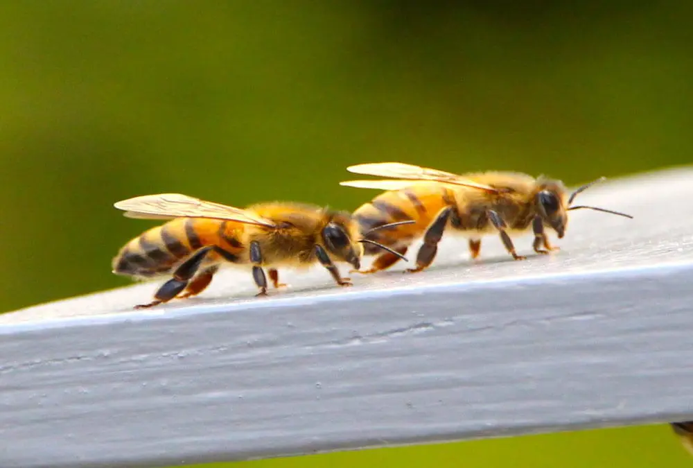 beebombs save the bees