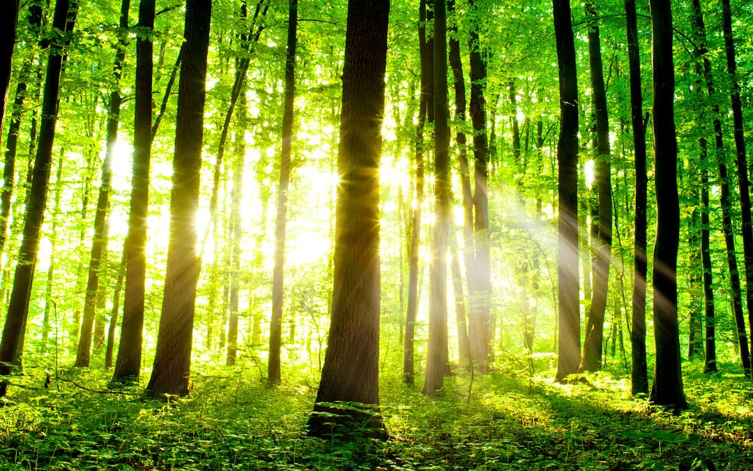 Carbon Offsetting Torquay