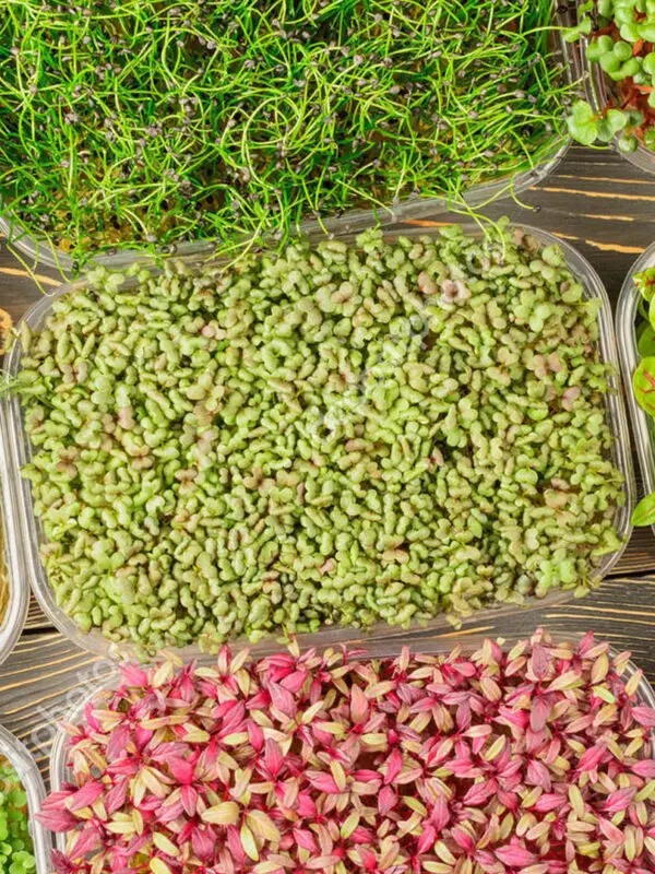devon microgreens website design