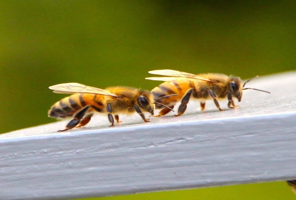 Save The Bees