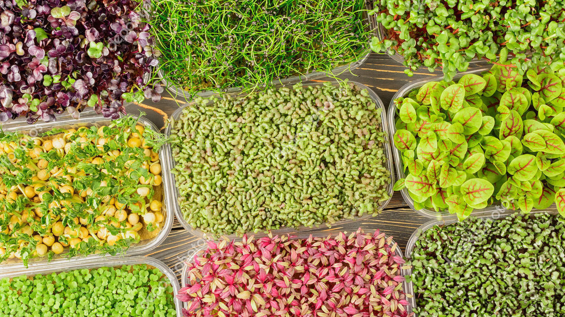 Devon Microgreens